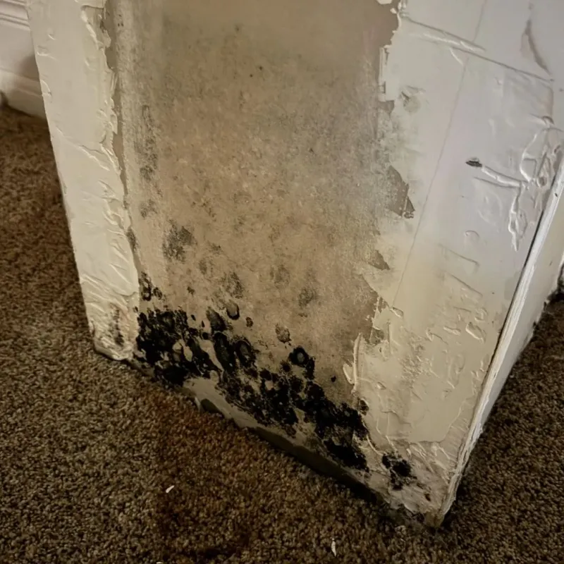 Professional Mold Removal in Tooele, UT